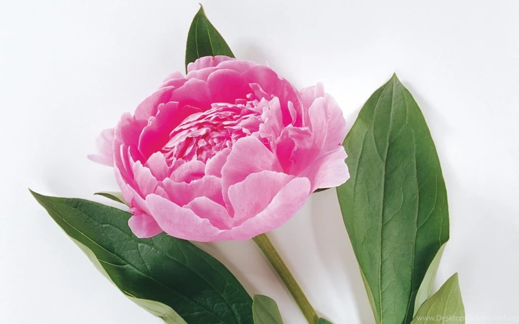Wallpapers Of Flowers: Rose Flower Wallpapers