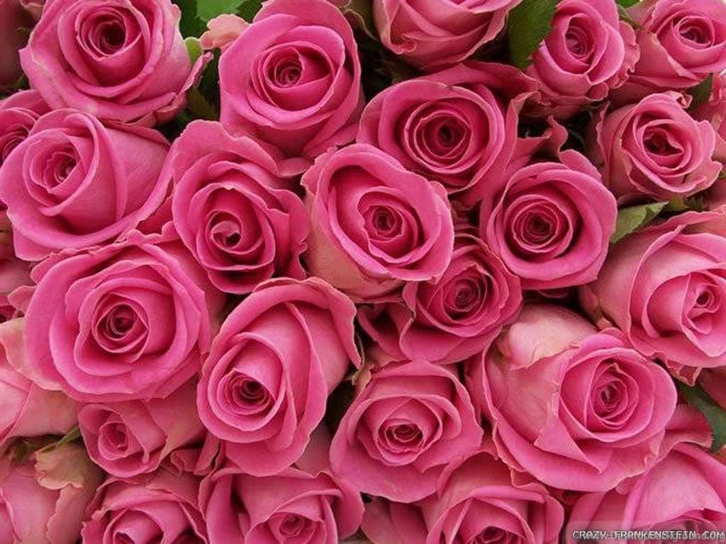 Pink Rose Wallpapers Crazy Frankenstein
