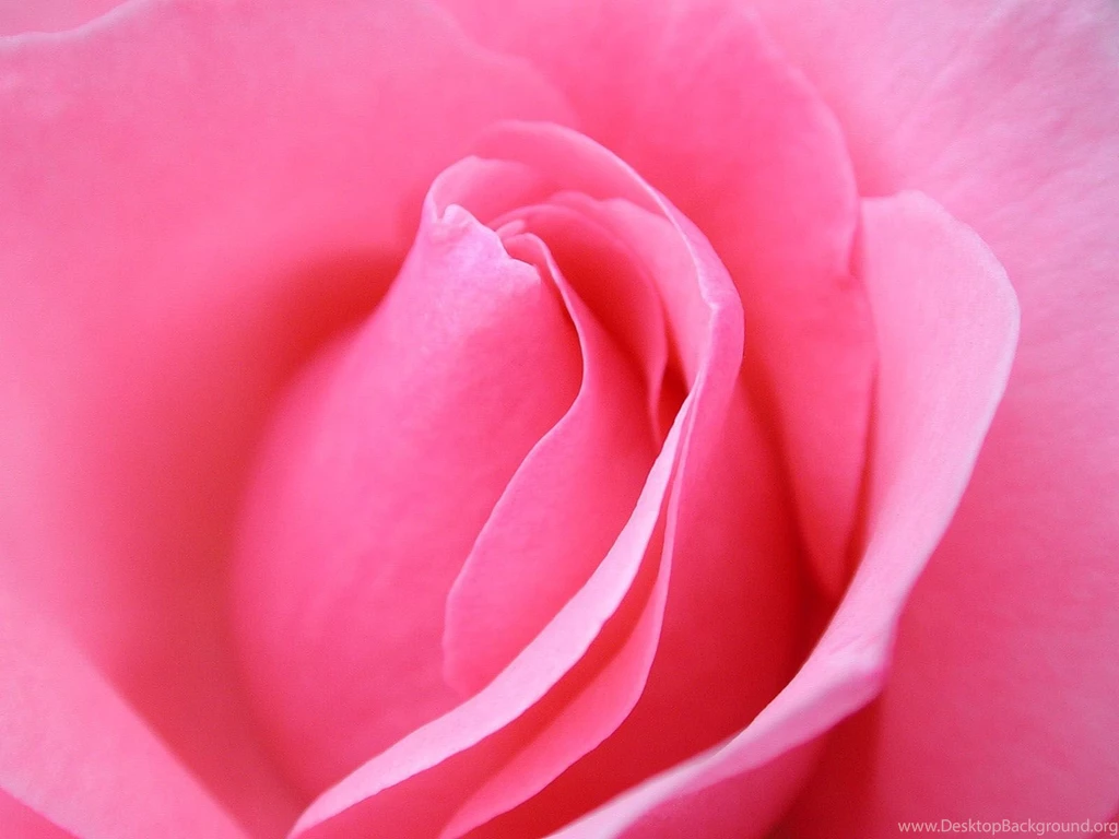 11 flower wallpaper.jpg