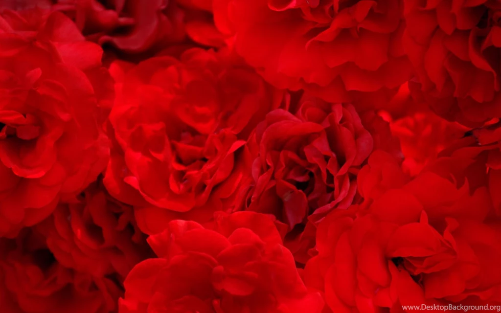10 flower wallpaper.jpg