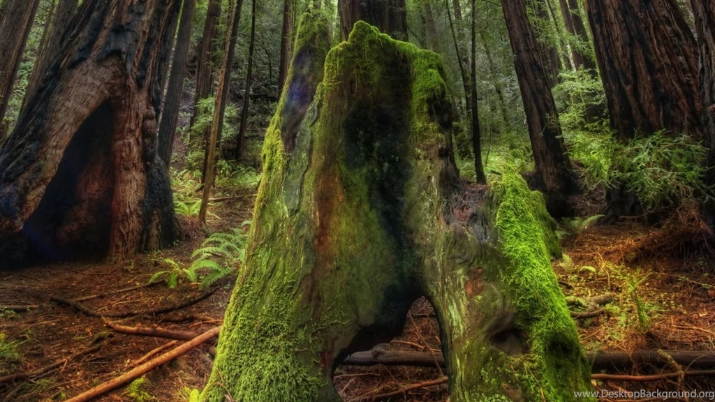 Green Moss on Old Tree Trunk in the Muir Woods 1280x720 wide wallpapers.net.jpg