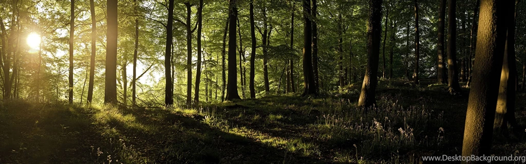 Windows 8 Official Panoramic Wallpaper, Waves, Forests, Majestic ...