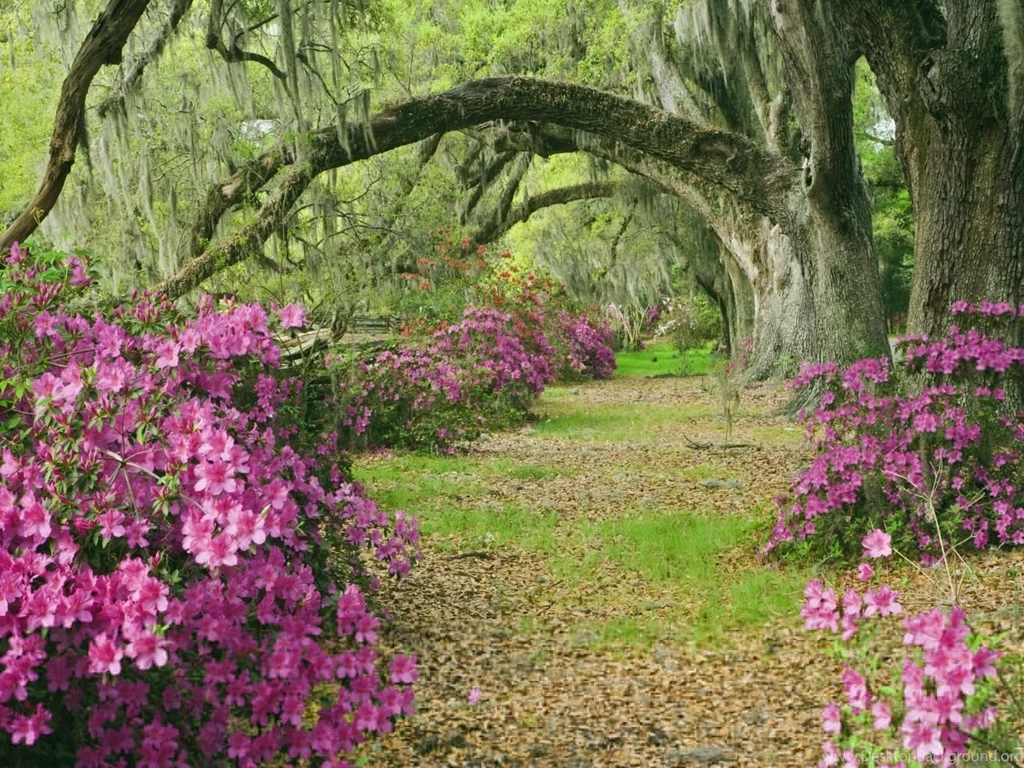 Flower Garden Tree G Wallpapers