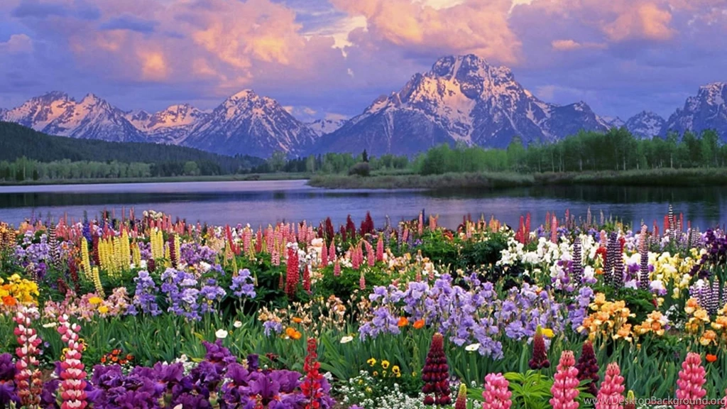 Beautiful Flowers Hd Wallpapers Backgrounds Wallpapers For Your ...