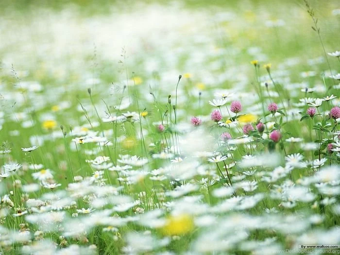 Dreamy Flower Garden, Summer Field (1920+1600 ) 8 Wallcoo.net