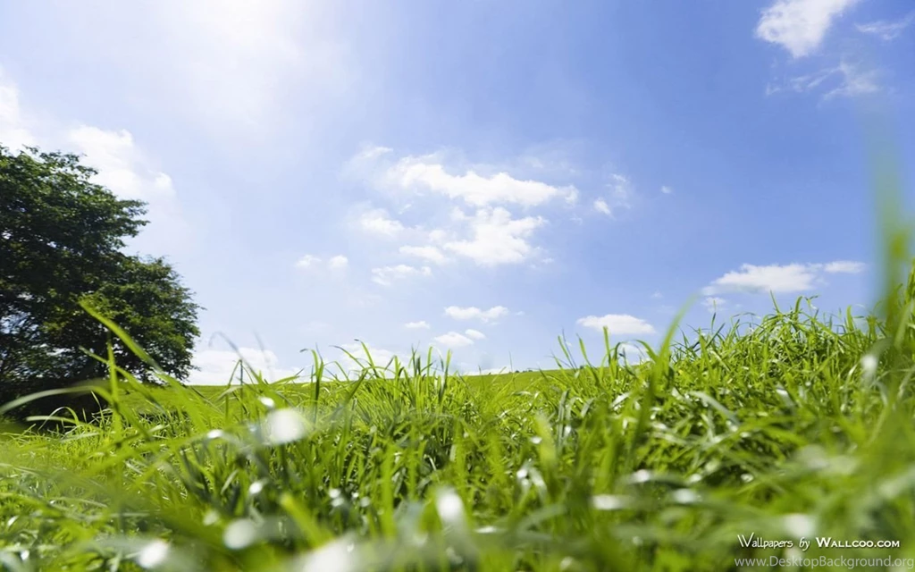 Summer Meadow Scenery Green Meadow Widescreen Wallpapers ...