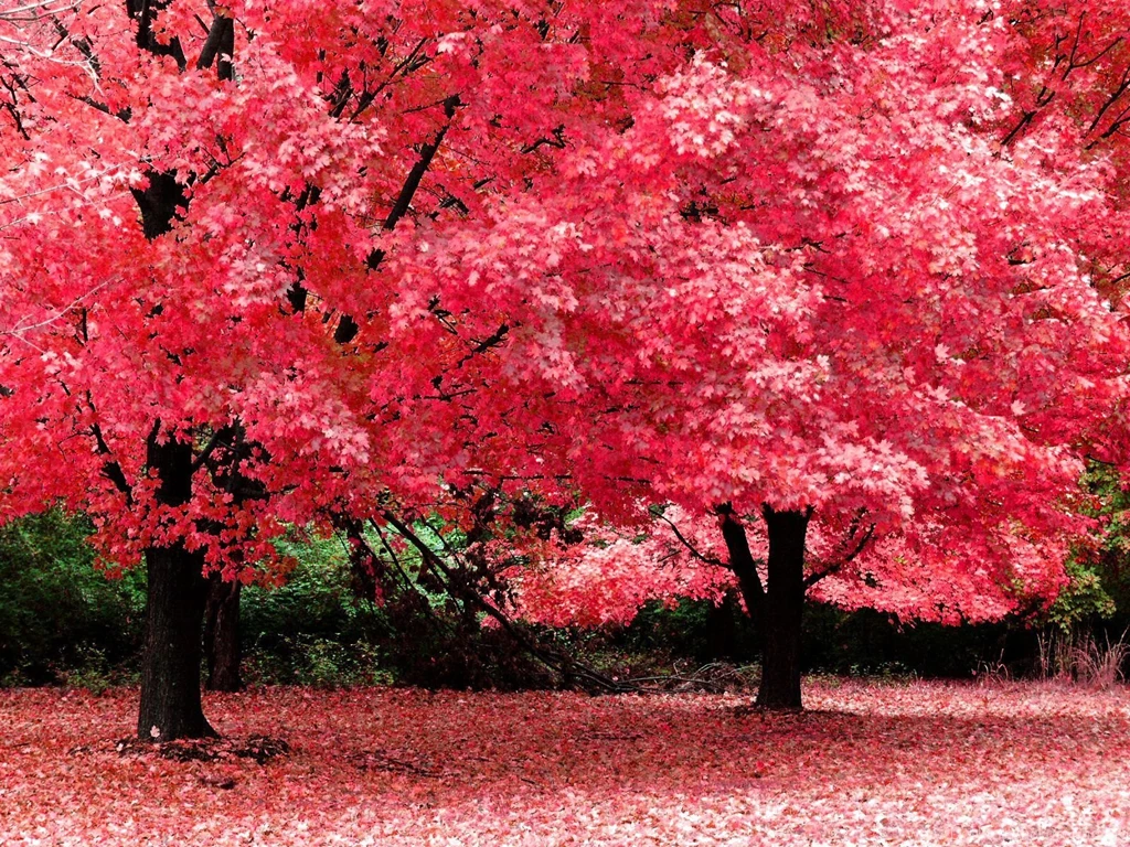 Fall Desktop Backgrounds