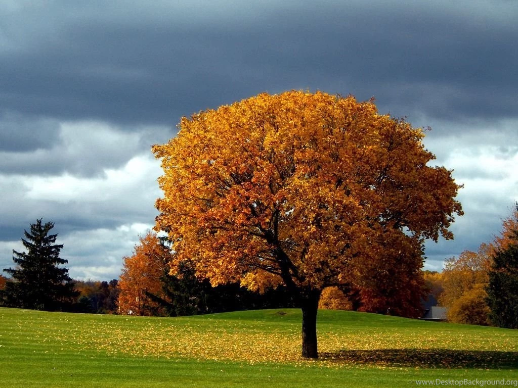 Beautiful Autumn Tree