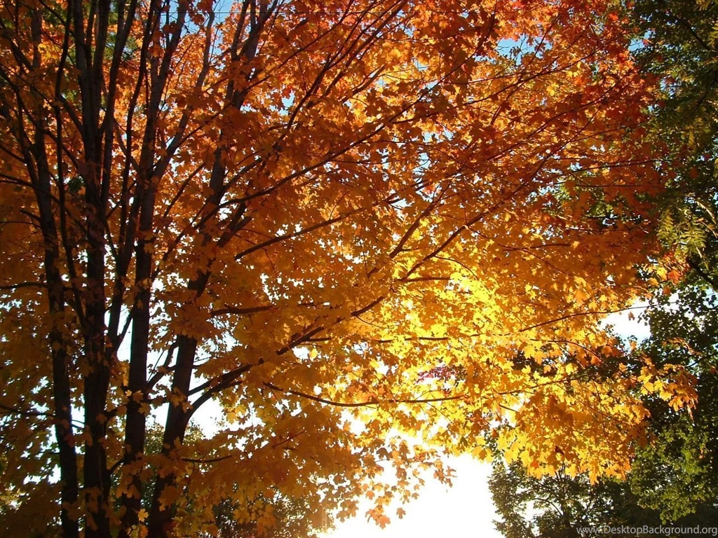 Hello Kelle: Tumblr Fall Backgrounds 1