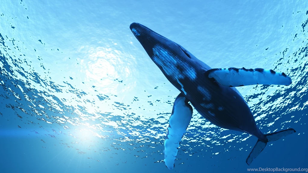 Underwater Whale Wallpaper.jpg