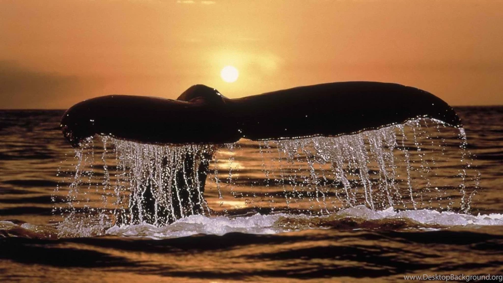 Whale Backgrounds