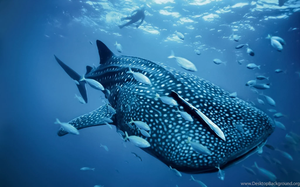 Whale Wallpapers HD