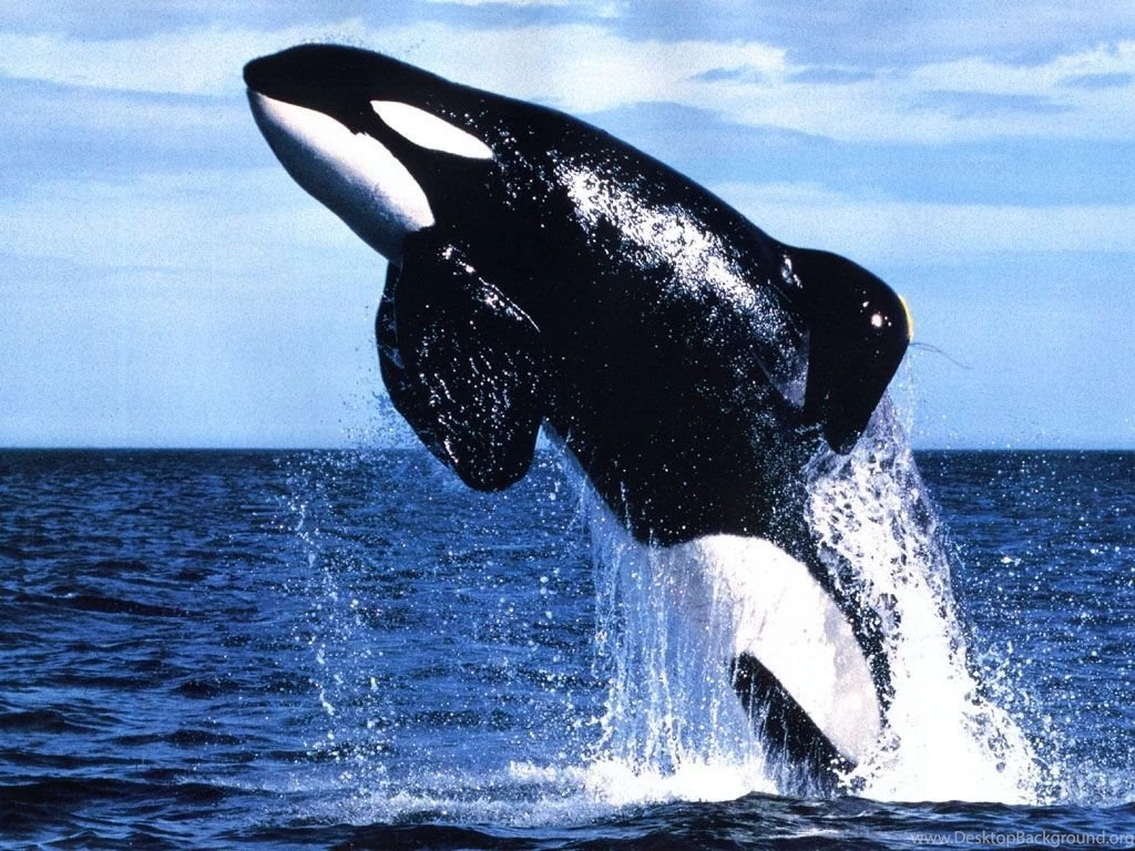 Whale Wallpapers. Images And Animals Whale Pictures (733)