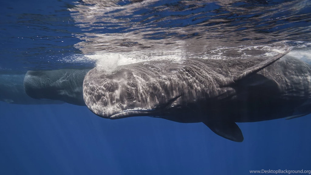 Mac iMac 27 Whale Wallpapers HD, Desktop Backgrounds 2560x1440