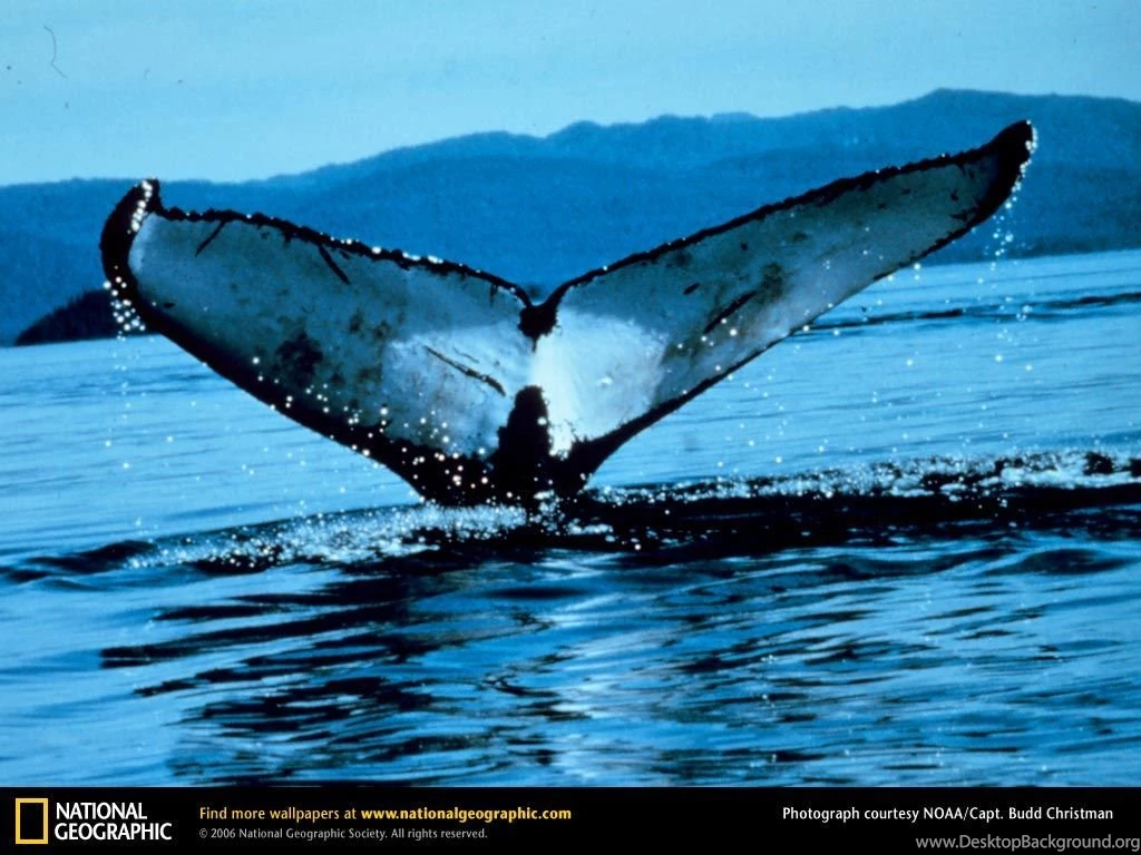 Humpback Whale Picture, Humpback Whale Desktop Wallpaper, Free ...