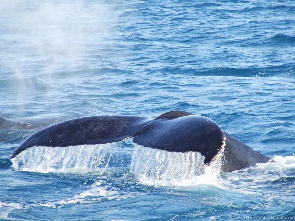 Whale Wallpapers. Images And Animals Whale Pictures (735)