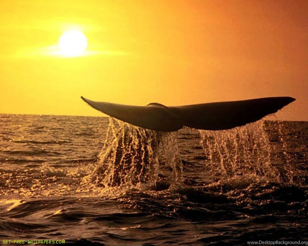Whale Animals Wallpapers   HD Wallpapers Download