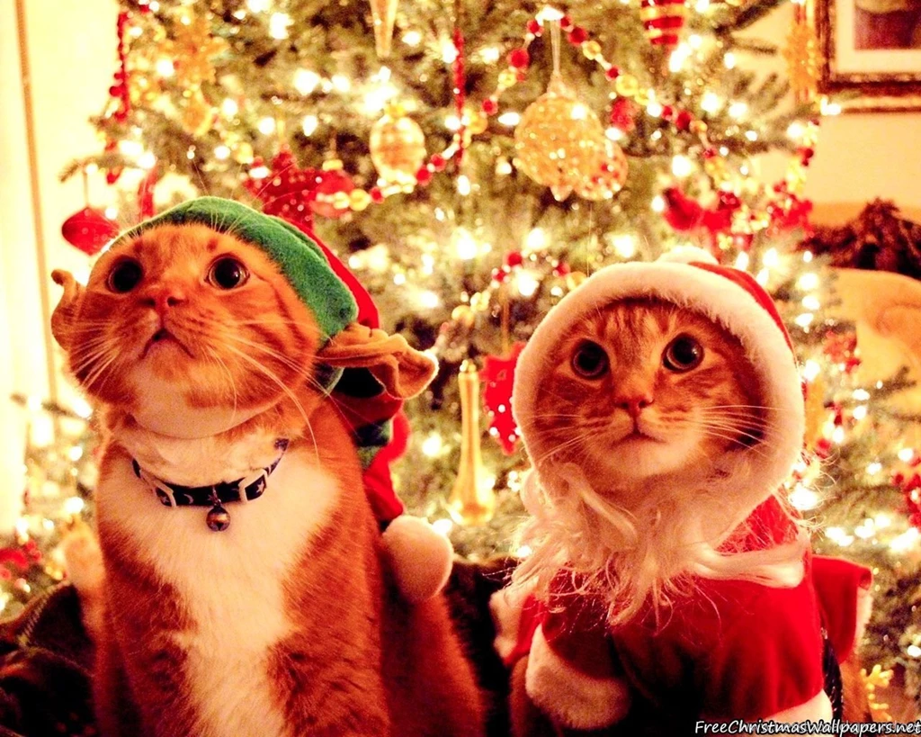 Bad Kitty Christmas Wallpapers