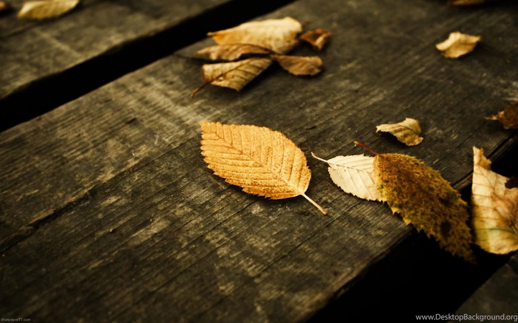 Autumn Wallpapers Widescreen Wallpapers 8871