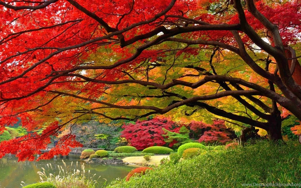 1440x900 Japanese Garen Autumn Wallpapers