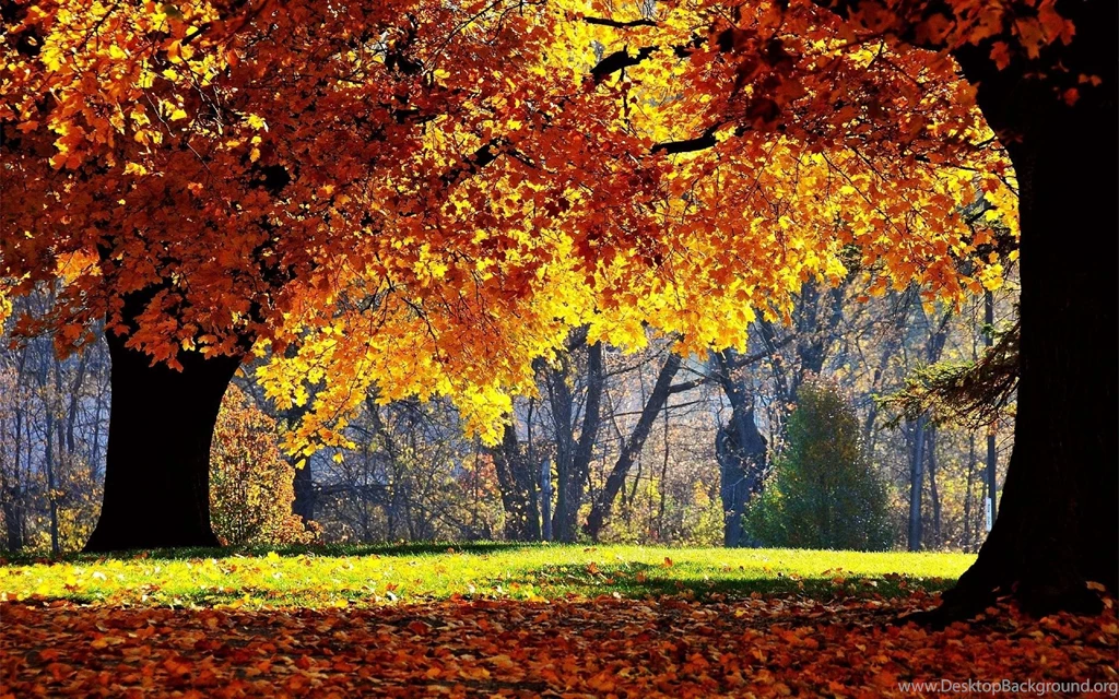 1920x1200 Autumn Forest Trees Wallpapers
