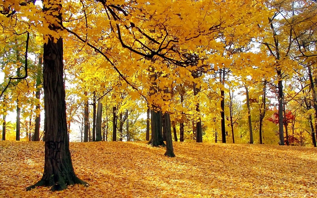 Autumn Nature.jpg
