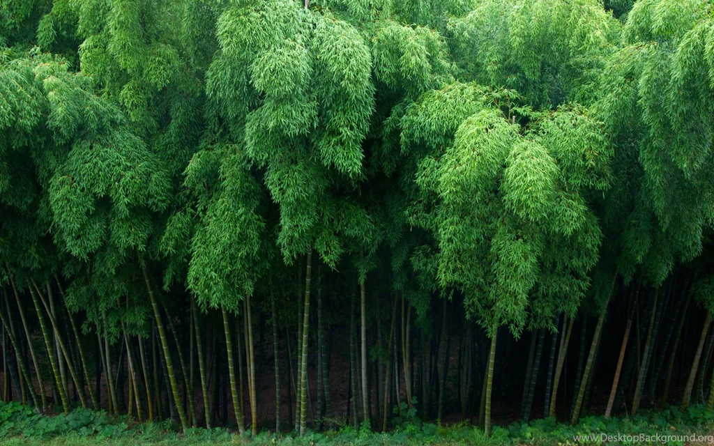 Bamboo Wallpapers