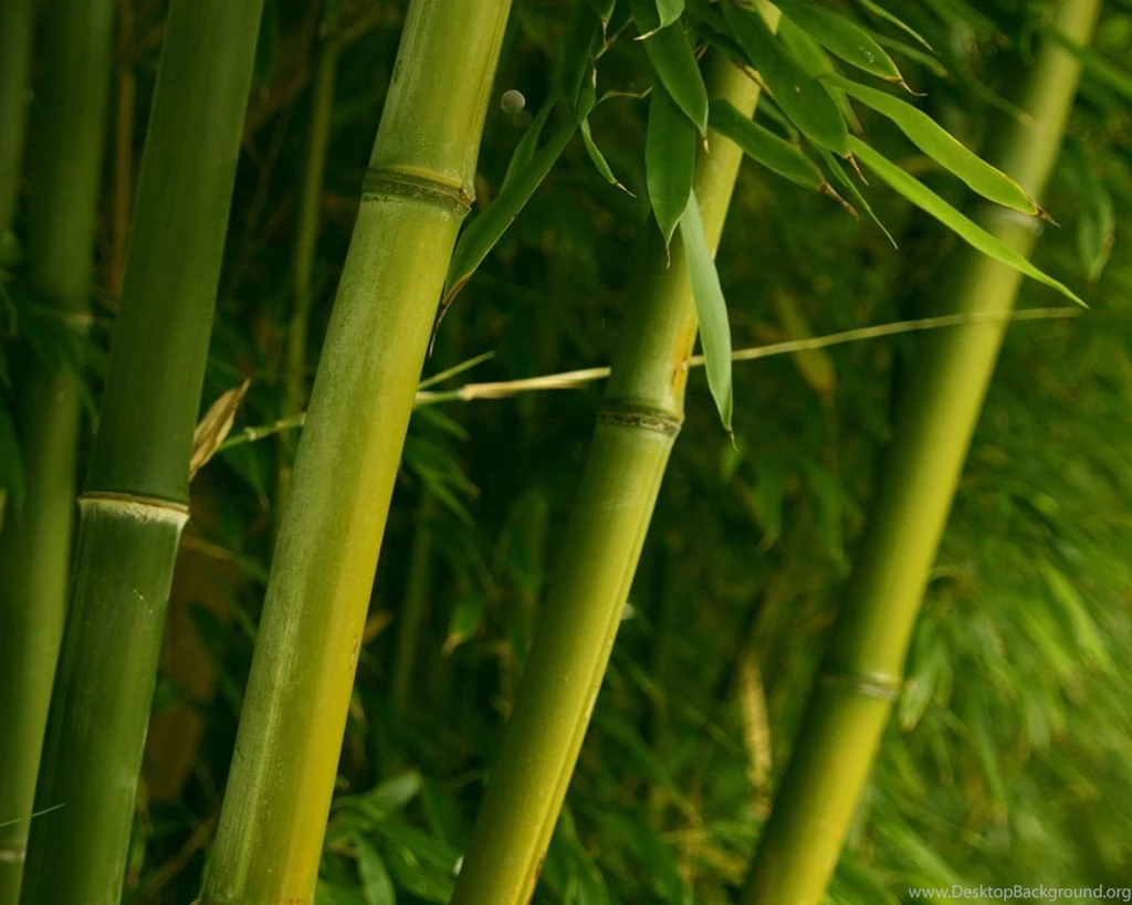 Bamboo_wallpaper_plants_nature_wallpaper_1280_1024_1122.jpg