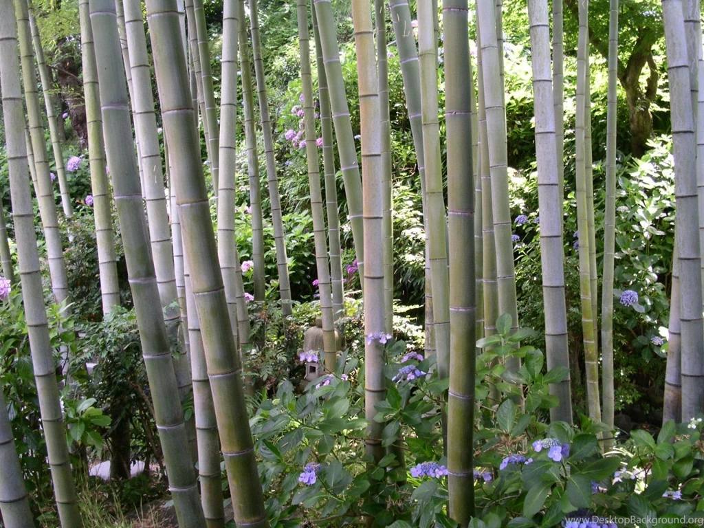 Bamboo Wallpapers