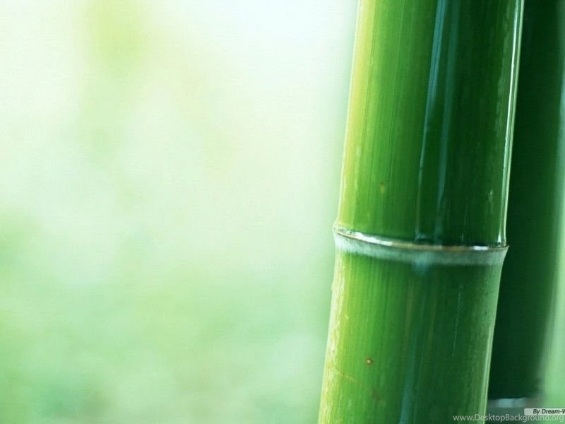Bamboo Wallpapers 16 Best Wallpapers Collection