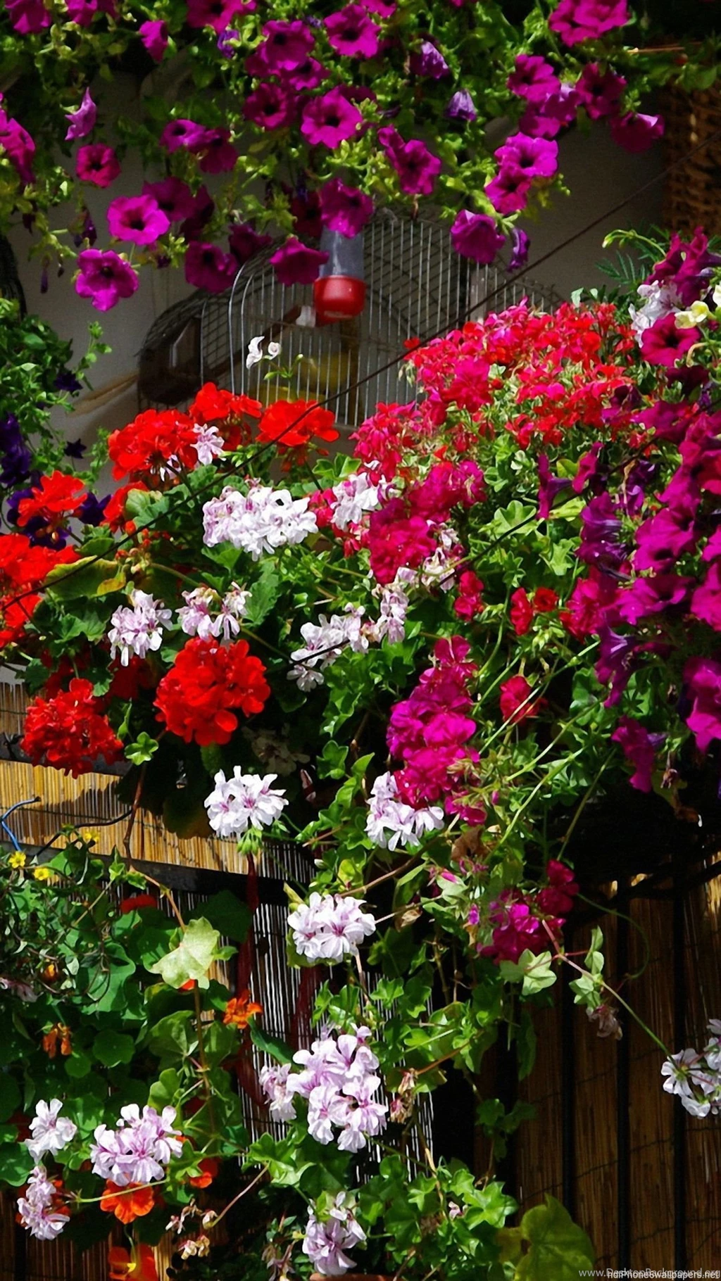 Colorful Beauty Flowers iPhone 6 Wallpapers HD And 1080P 6 Plus ...