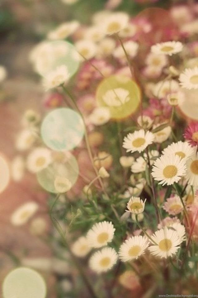 Daisy iPhone Wallpaper Backgrounds