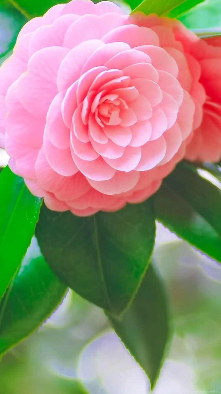 Pink Flower iphone 6 wallpaper.jpg