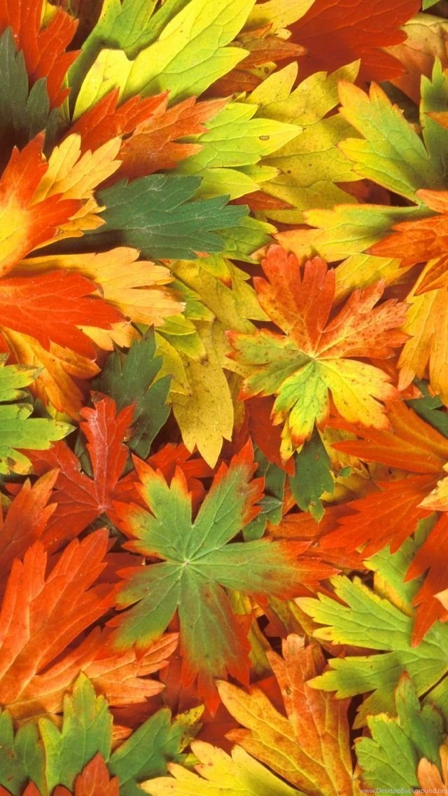 Gallery For Autumn Wallpapers Hd Iphone