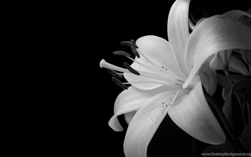 Wallpapers Black And White Flowers