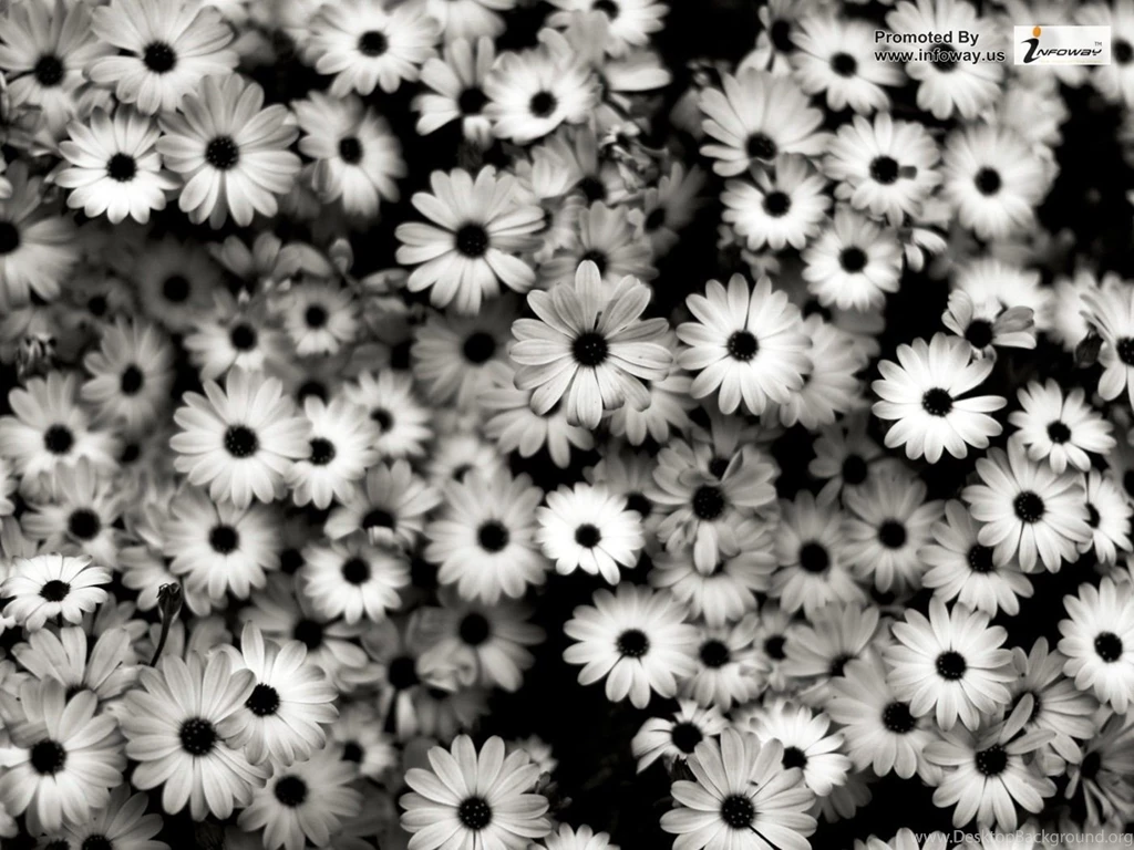 Flowers Page 243
