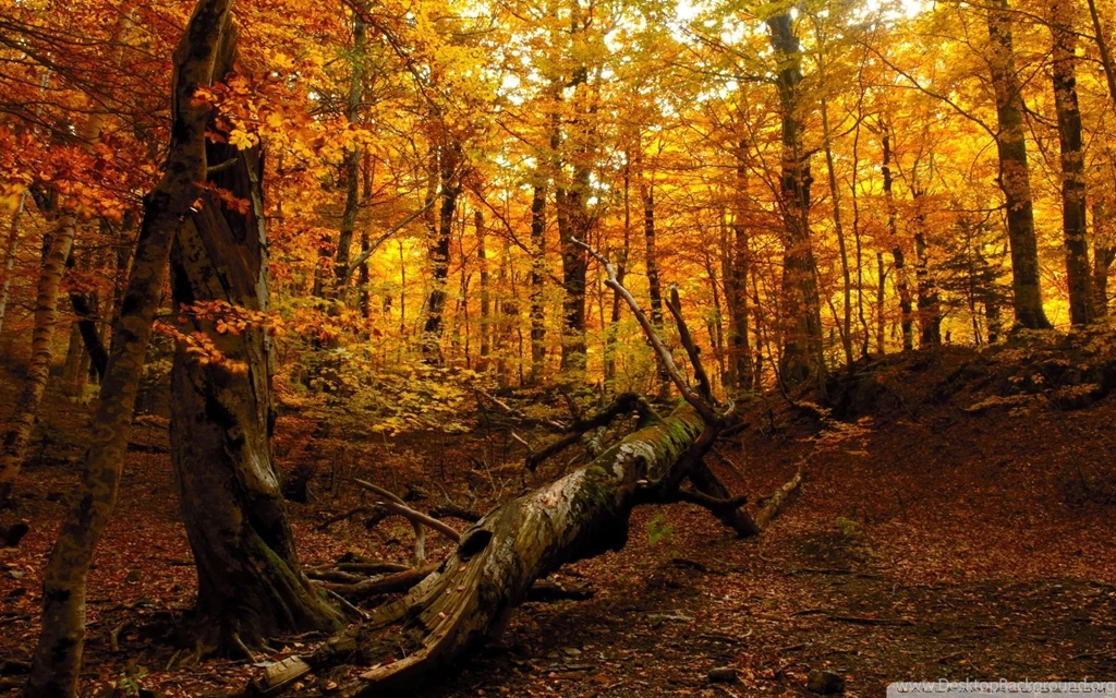 Fallen Tree In The Fall Woods, Forest, Log, Autumn, Leaf, Foliage ...