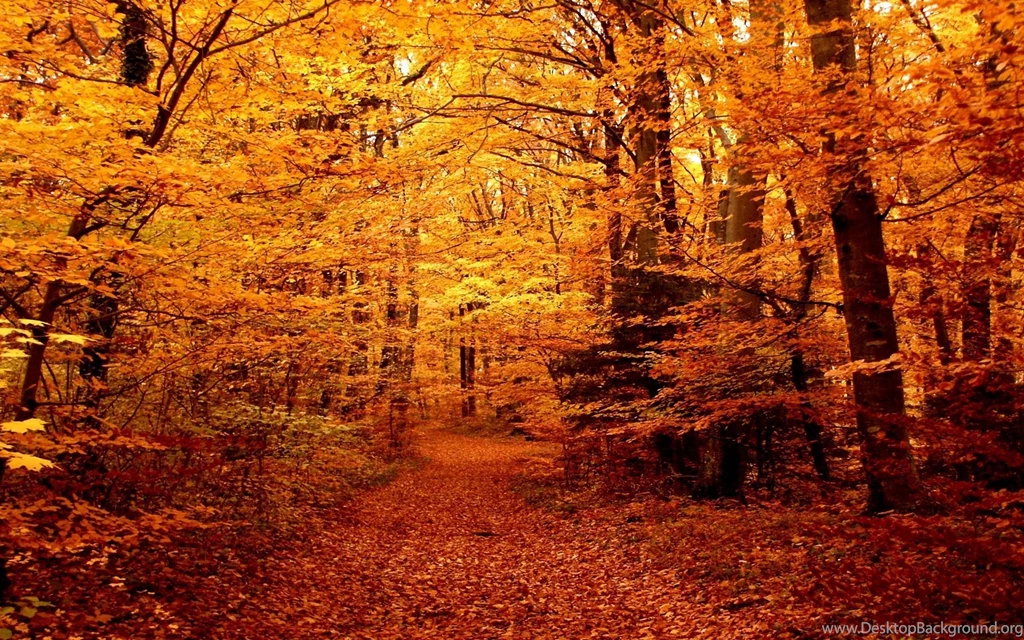 Forest Path Pictures
