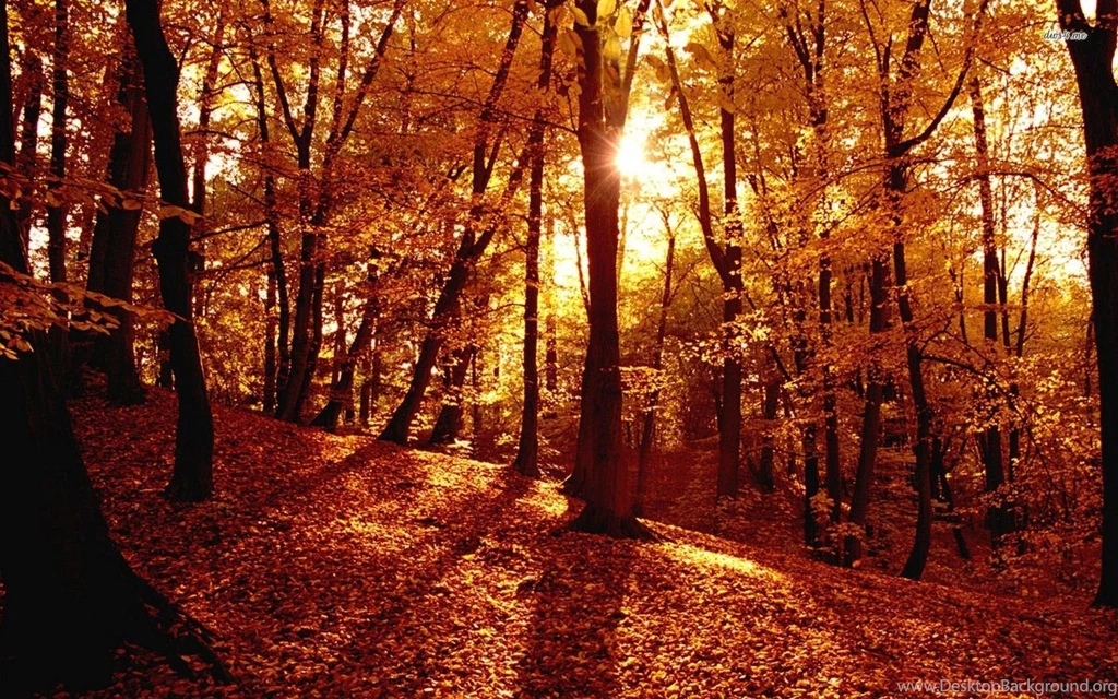 Fall Forest Wallpapers Wallpapers HD Base
