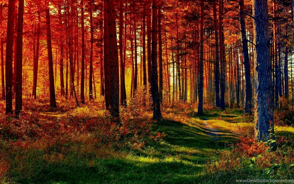 7 Fall Forest Nature Path HD Wallpapers 1596 :: Forest Path Hd ...