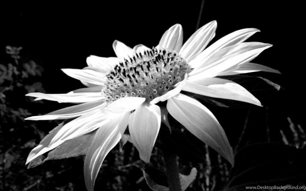 Gallery For Black And White Flower Wallpapers