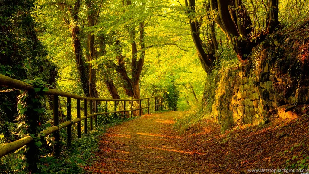 Fall Forest Wallpapers