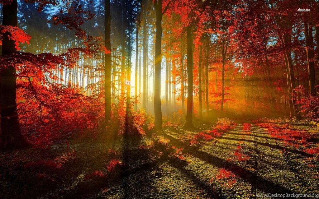 Sunlit Autumn Forest Wallpapers Nature Wallpapers