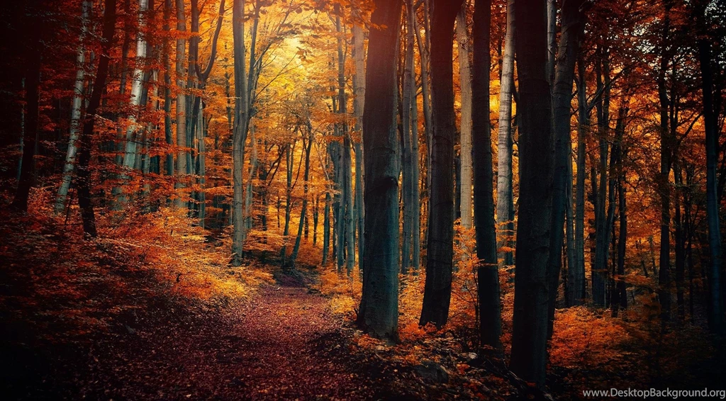Autumn Forest (