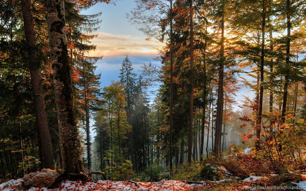 Forest Trees Fall Landscape Autumn Wallpapers