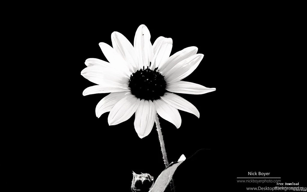 Black And White Flowers Wallpapers