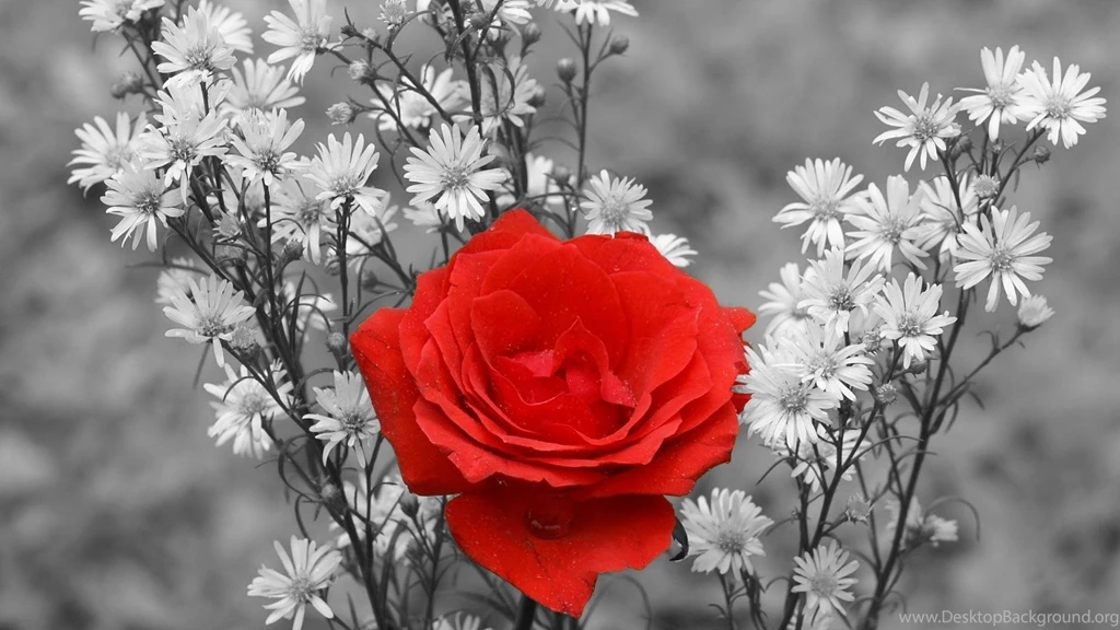 Gallery For Red White And Black Flower Wallpapers