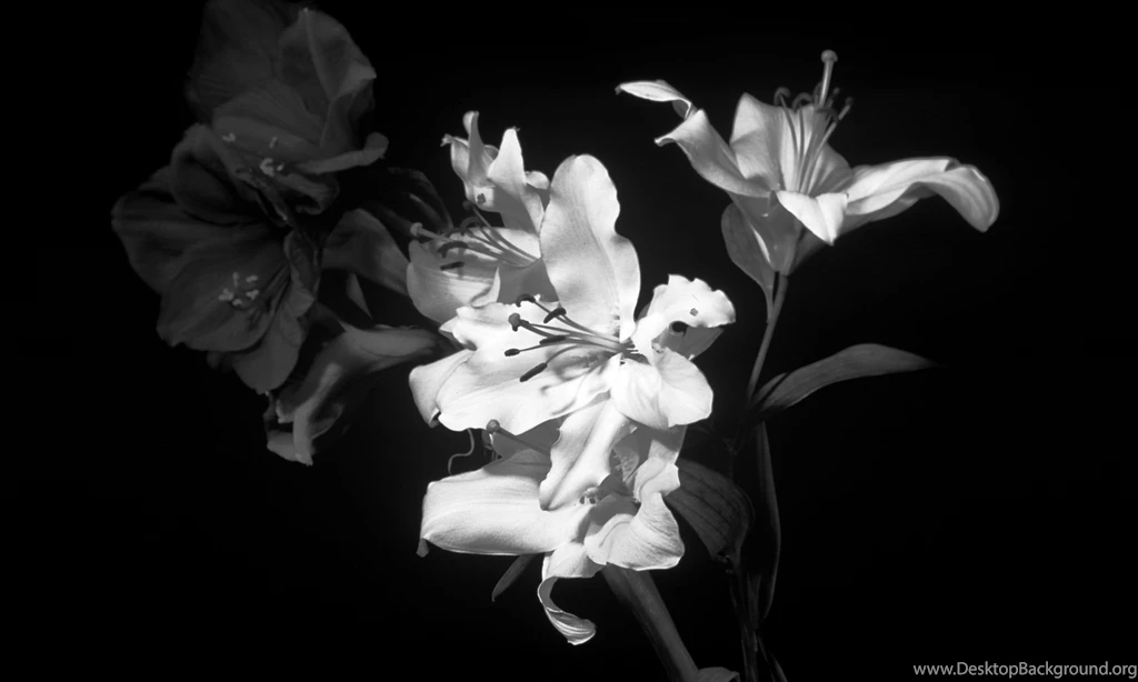 Black White Flowers Wallpapers