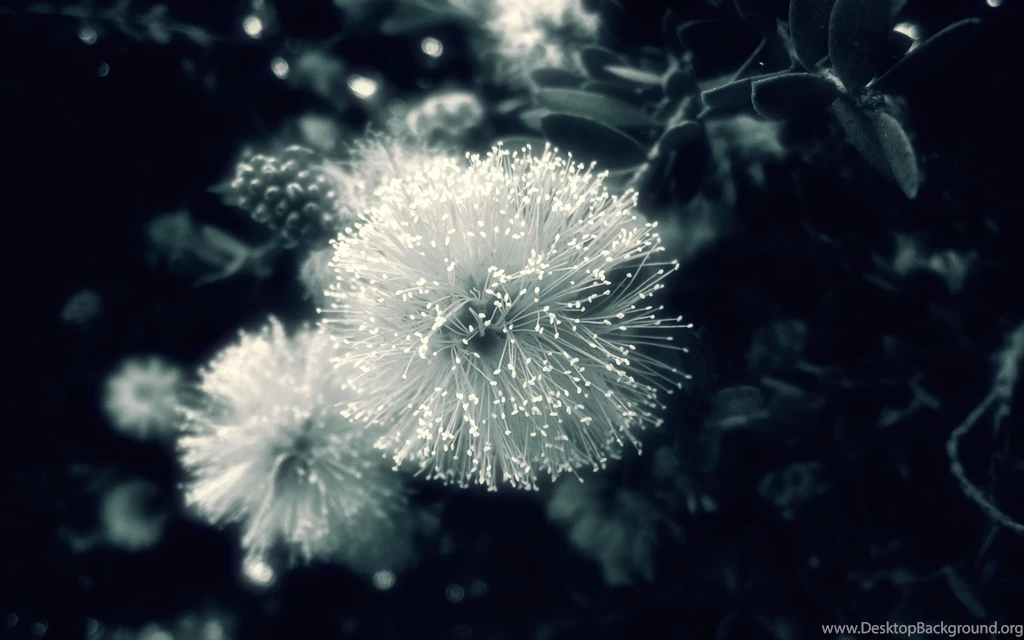 Black And White Strange Flower Wallpapers