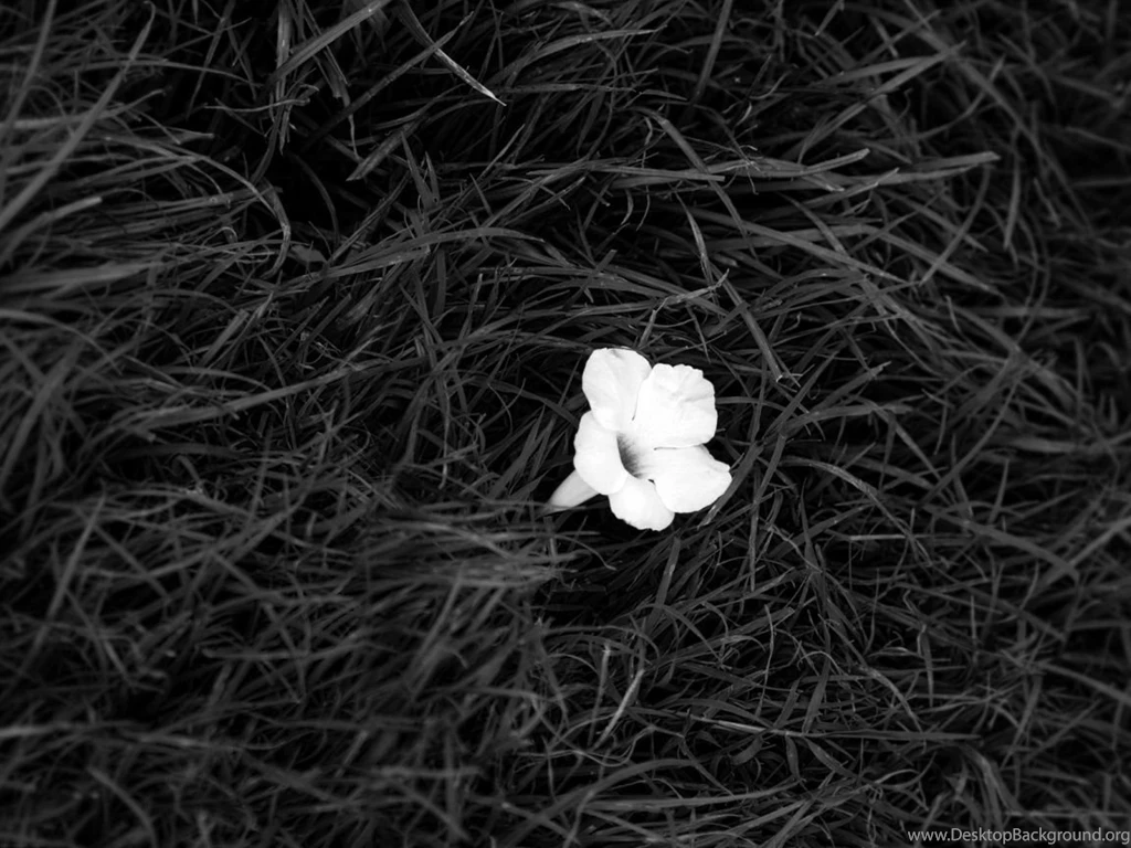 1152x864 Black Grass With One White Flower Wallpaper, Music And ...